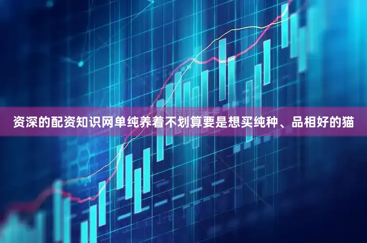 资深的配资知识网单纯养着不划算要是想买纯种、品相好的猫